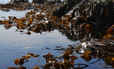 Laminaria digitata (Kombu) benefits